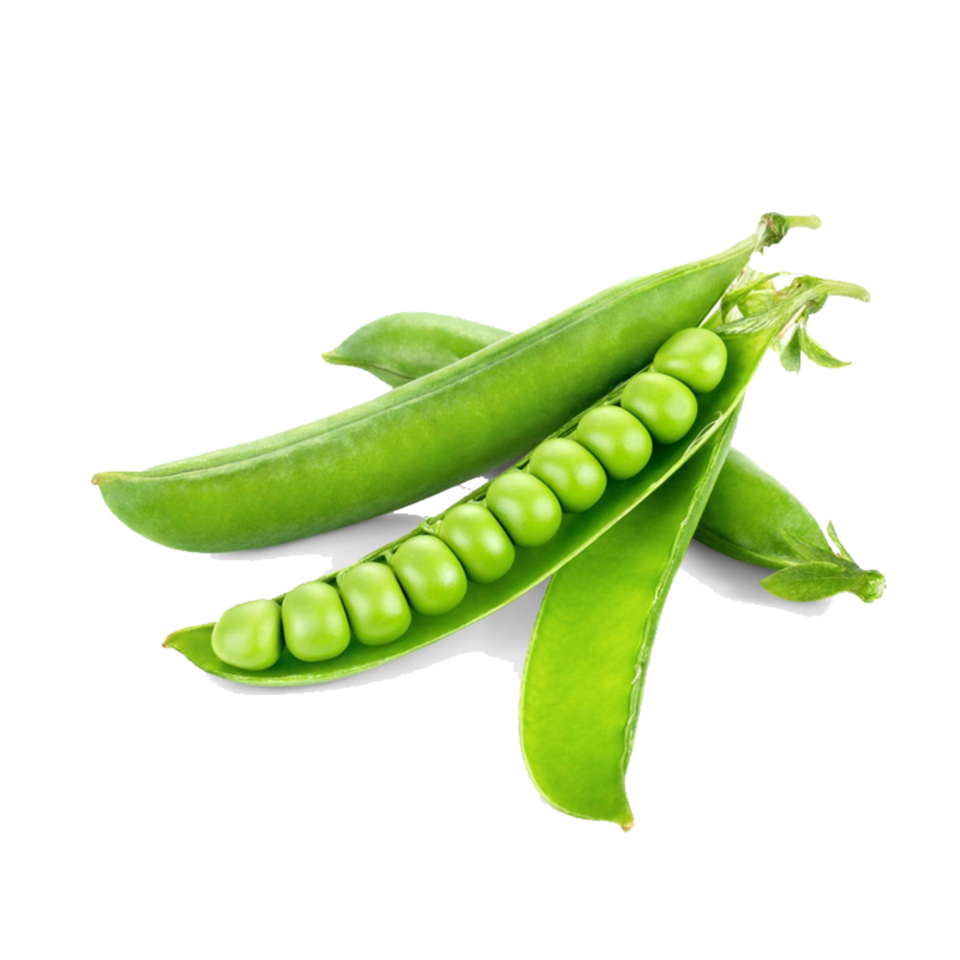 BEZELYE SULTANİYE KG.