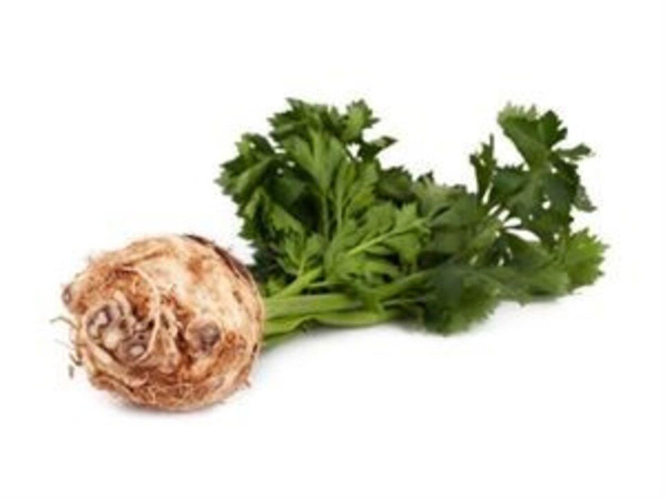 KEREVİZ-TAZE KEREVİZ KG