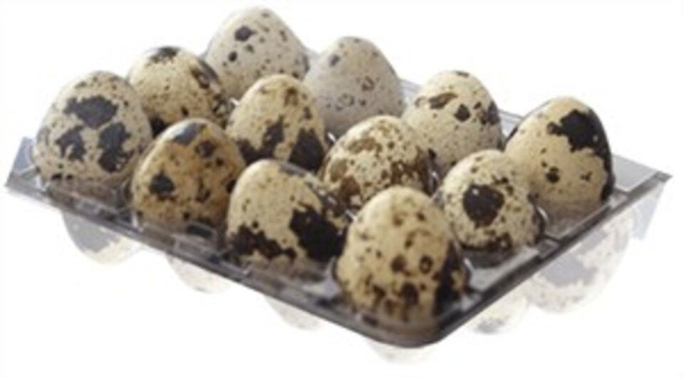 YUŞA BILDIRCIN YUMURTASI 12  LI*80